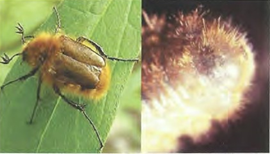 Left: Male cranberry root grub adult; owing to color and behavior (buzzing low over the vines), it resembles a bumble bee. Right: Underside of cranberry root grub larva is covered in hairs with no distinct raster pattern, which helps tell it apart from the other soil grubs.