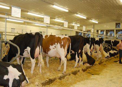 Figure 6. Tie stall housing allows for individual cow monitoring especially for animal health.