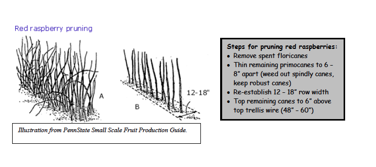 Pruning Red Raspberries