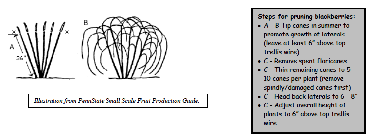 Pruning Blackberries