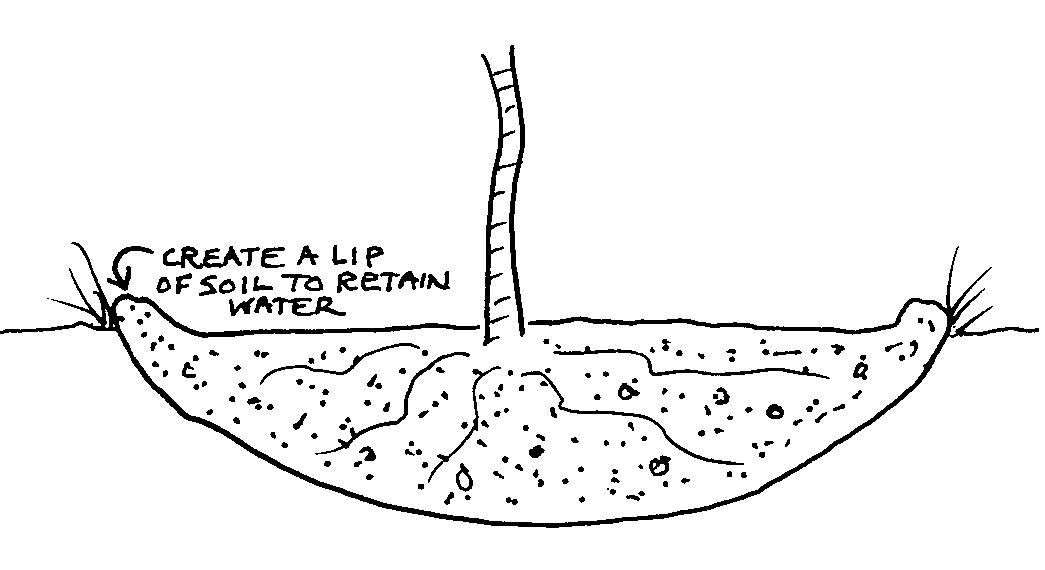 Create a raised lip of soil around the planting hole to retain water.