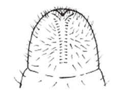 European chafer raster pattern diagram