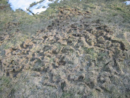 Damage from vole ‘runways’, as pictured above, is an un-welcome sight as snow melts in the spring.