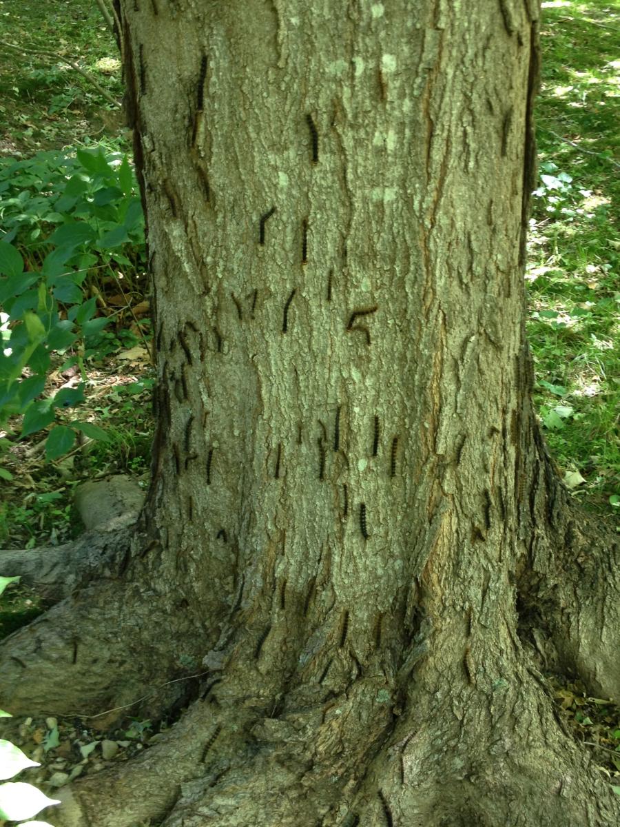 Gypsy moth caterpillars killed by Entomophaga maimaiga fungus.