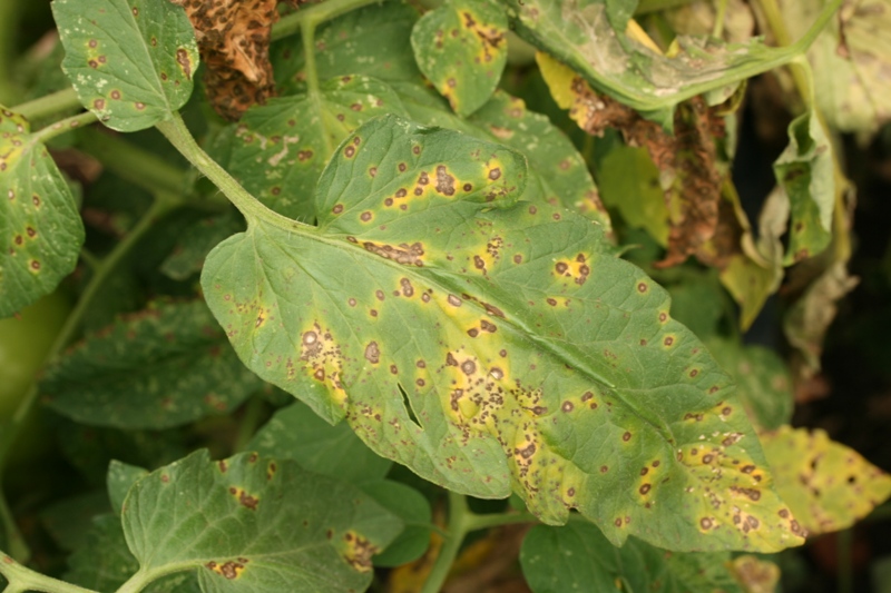 Septoria leaf spot on tomato 