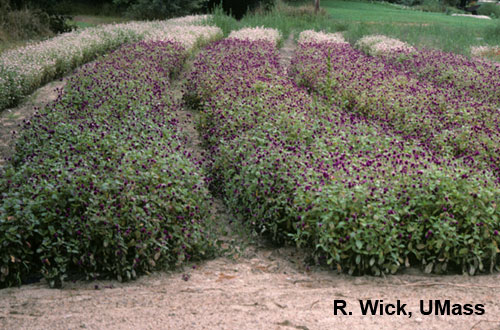 Alternaria gomphrenae on Gomphrena