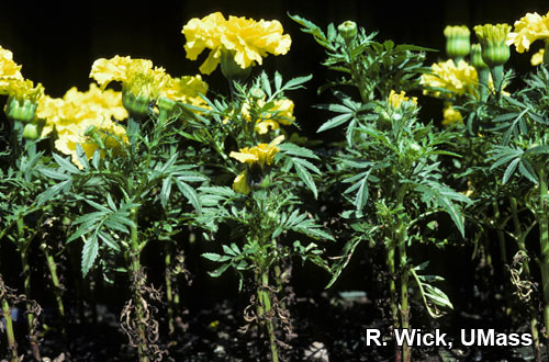 Alternaria Blight on marigold