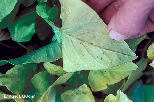 Aphids on Ipomoea ‘Marguerite’