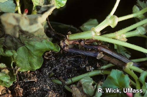 Black stem (Crown Rot) caused by Pythium