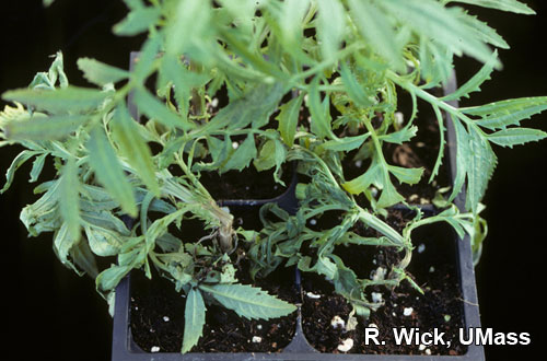 Stem canker on marigold caused by Botrytis cinera