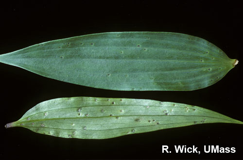 Hosta – Botrytis Leaf Blight