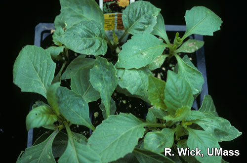 Dahlia – Impatiens Necrotic Spot Virus (INSV)