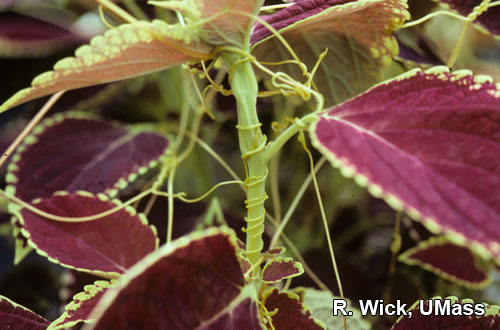 Coleus - Dodder