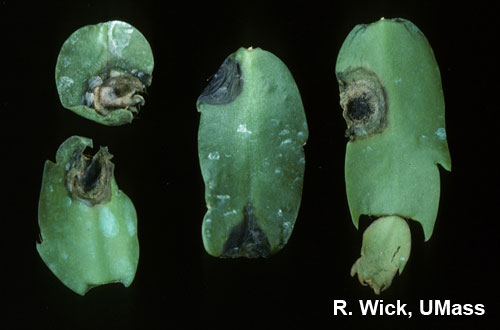 Schlumbergera - Drechslera Leaf Spot and Stem Rot