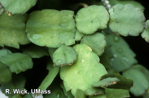 Schlumbergera – Drip spots