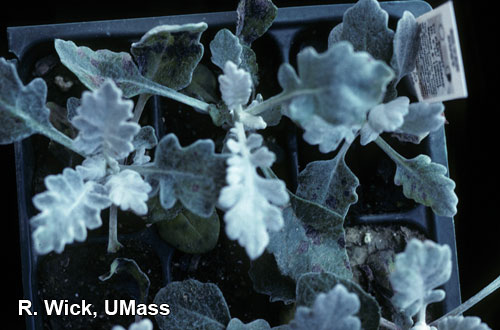 Dusty miller – Alternaria