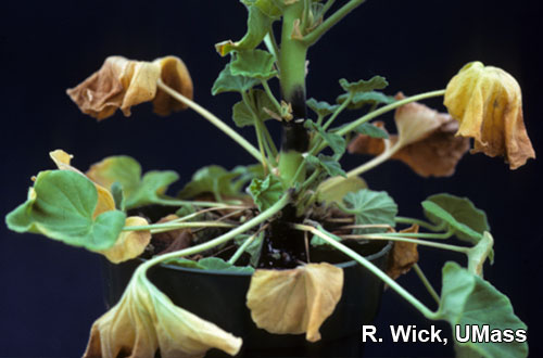 Botrytis on Geranium