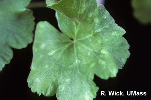 Ghost spot on Geranium caused by Botrytis