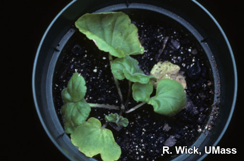 Crown rot on geranium caused by Pythium species