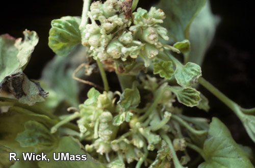 Rhodococcus fasciens on geranium