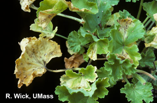 Xanthomonas on geranium