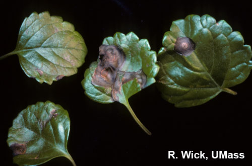 Swedish Ivy – Impatiens Necrotic Spot Virus (INSV)