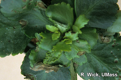 Kalanchoe – Impatiens Necrotic Spot Virus (INSV)