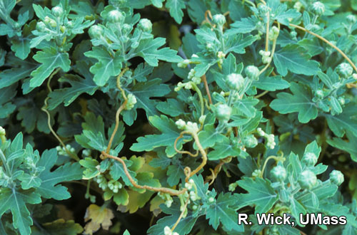 Chrysanthemum - Dodder