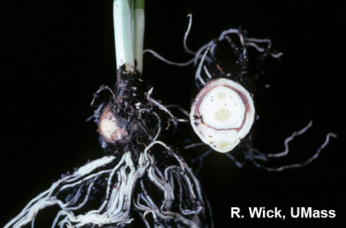 Narcissus – Botrytis on bulb