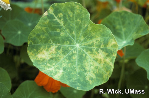 Nasturtium – Impatiens Necrotic Spot Virus (INSV)