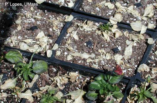 Salt injury on pansies due to excess sodium and chloride in irrigation water