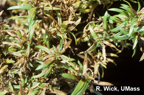 Phlox – Bulb and Stem nematodes (Ditylenchus species)