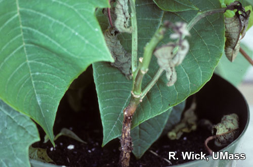 Botrytis Stem Canker on Poinsettia