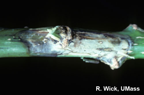 Botrytis stem canker on poinsettia