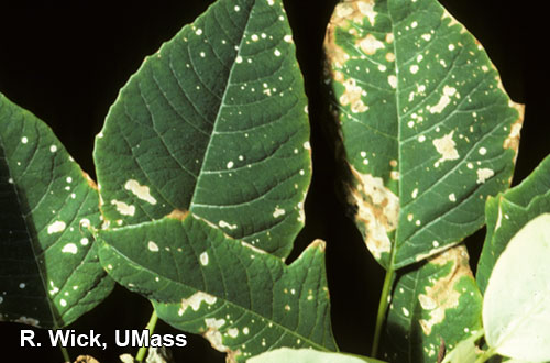 Bleach injury on poinsettia