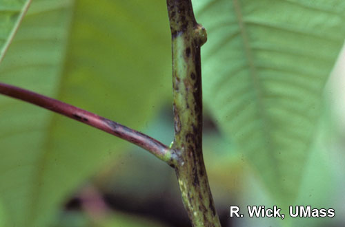 Crud on poinsettia