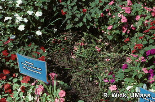 Impatiens (Landscape) – Rhizoctonia crown rot