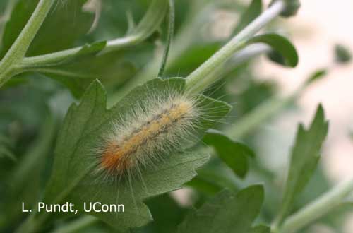 Salt Marsh Caterpillar