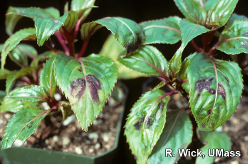 New Guinea Impatiens – Tomato Spotted Wilt Virus (TSWV)