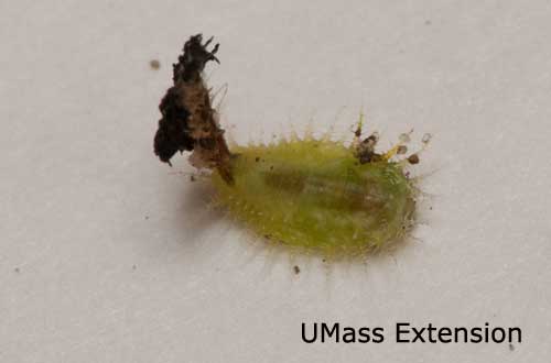 Tortoise beetle larva