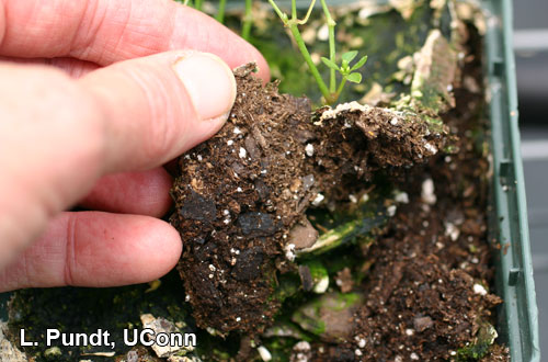 Algae scum growing on surface in pots