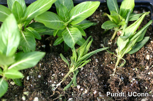 Ant damage on vinca