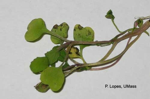 Bacterial leaf spot - arugula