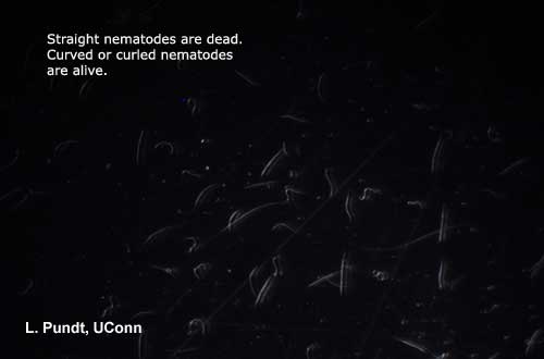 Beneficial Nematodes