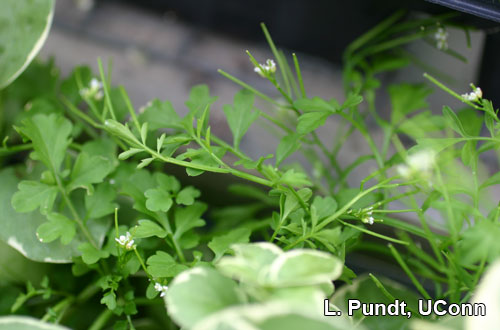 Bittercress weed