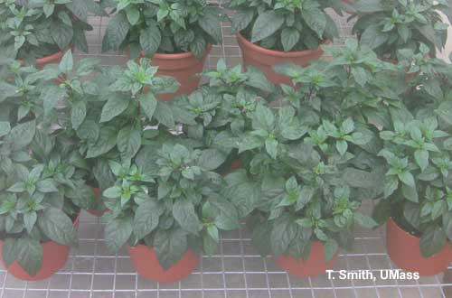 'Black Pearl' Pepper Banker Plants