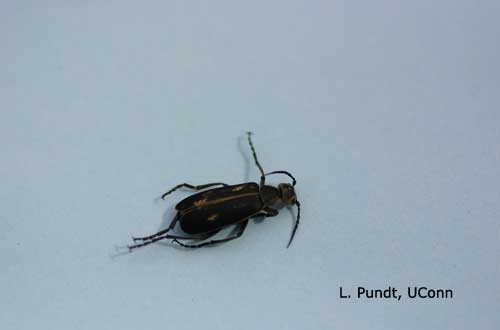 Blister beetle