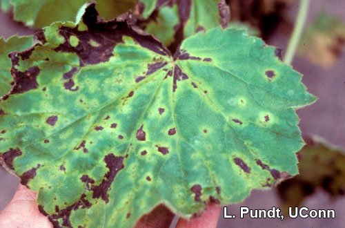 Bacterial leaf spot on Heucherella (Xanthomonas species)