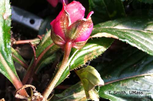 New Guinea impatiens - Broad mite damage