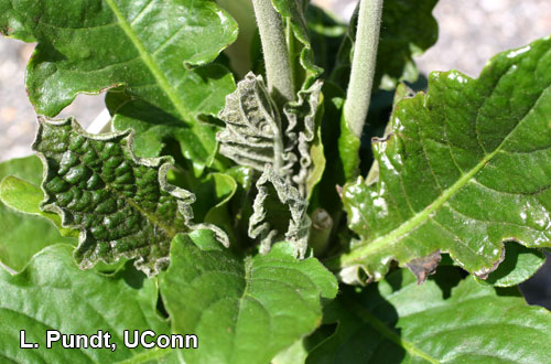 Broad mite injury on gerbera